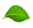 leaf